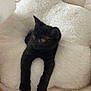 Sumi participe au concours pour gagner de l'argent avec cette photo : black_kitten, cat, pet, animal, fluffy_cushion, white_cushion, flower_shaped, indoor, cozy, relaxed, stretching, fur, cute, small, paw, resting, domestic_cat, feline, soft_texture, comfortable