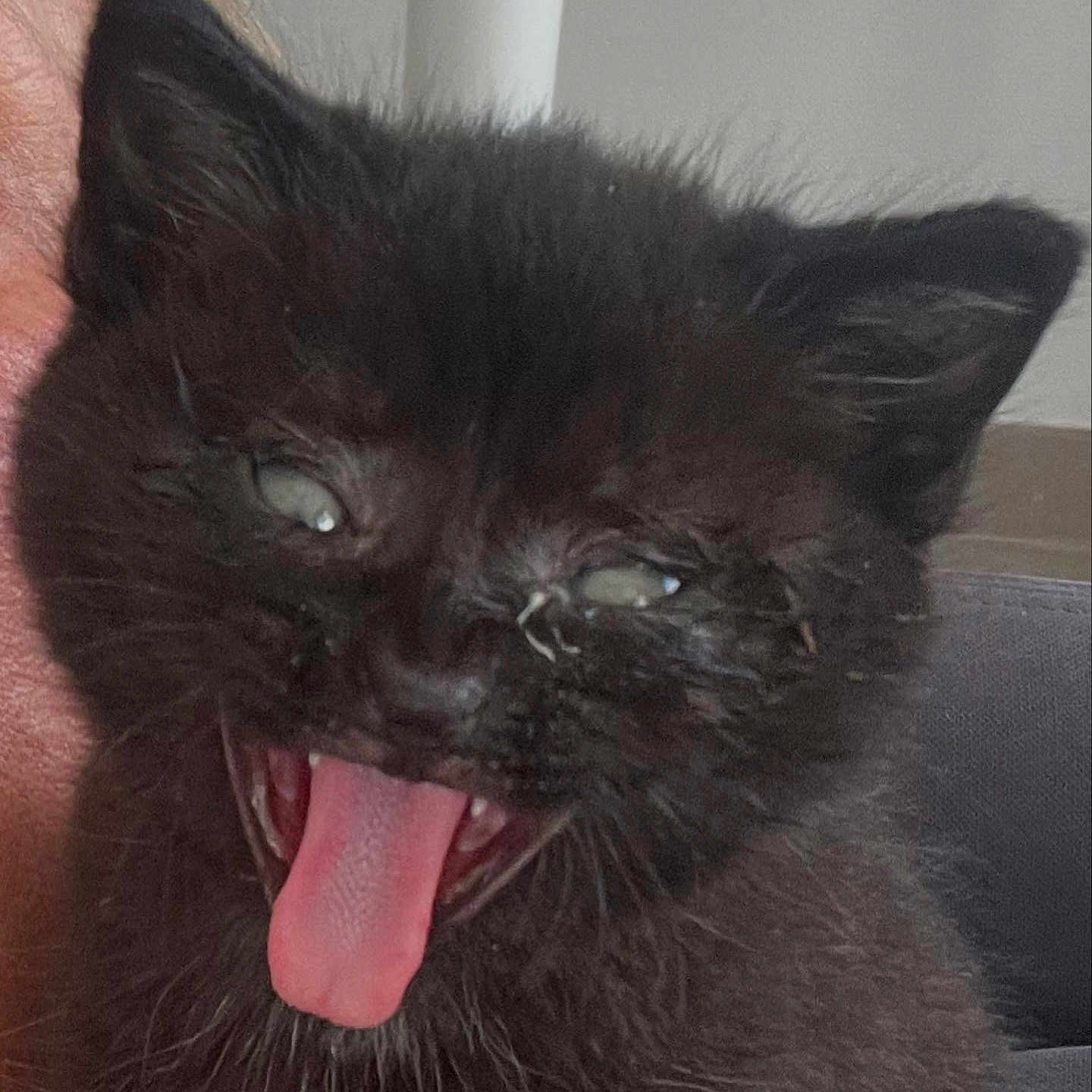 Sumi a rejoint le concours — aidez-le/la à gagner de superbes lots ! animal, background_blur, black_kitten, cat, close_up, cute, domestic_cat, eyes, face, feline, funny_expression, fur, indoor, messy, person_partial, pet, playful, tongue_out, whiskers, young_cat