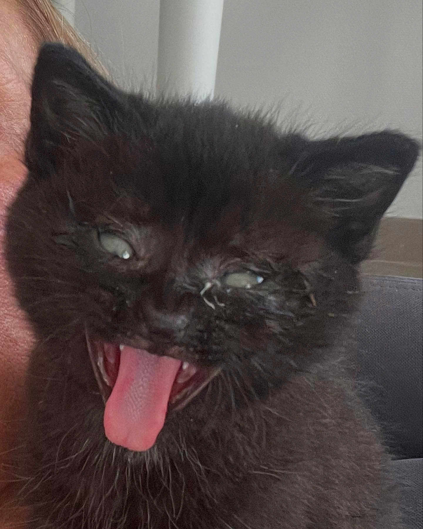 Sumi a rejoint le concours — aidez-le/la à gagner de superbes lots ! black_kitten, tongue_out, close_up, cat, pet, animal, cute, funny_expression, feline, whiskers, fur, indoor, messy, young_cat, playful, face, eyes, person_partial, background_blur, domestic_cat