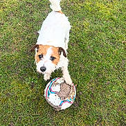 Daisy joined the competition — help win amazing prizes! dog, grass, soccer_ball, paw, outdoor, pet, animal, playing, field, fur, white, brown, cute, looking_up, canine, toy, nature, muddy, small_dog, active
