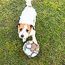 dog, grass, soccer_ball, paw, outdoor, pet, animal, playing, field, fur, white, brown, cute, looking_up, canine, toy, nature, muddy, small_dog, active