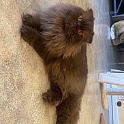 Pankouff a rejoint le concours — aidez-le/la à gagner de superbes lots ! cat, fluffy_cat, long_hair, brown_fur, amber_eyes, pet, animal, indoor, floor, portrait, standing, full_body, whiskers, ears, tail, furry, cute, home, furniture, sideways_photo
