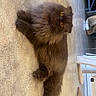 cat, fluffy_cat, long_hair, brown_fur, amber_eyes, pet, animal, indoor, floor, portrait, standing, full_body, whiskers, ears, tail, furry, cute, home, furniture, sideways_photo