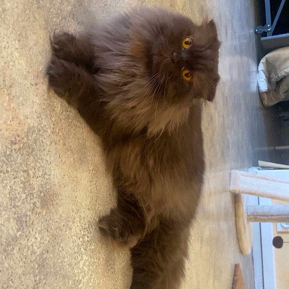 Pankouff a rejoint le concours — aidez-le/la à gagner de superbes lots ! cat, fluffy_cat, long_hair, brown_fur, amber_eyes, pet, animal, indoor, floor, portrait, standing, full_body, whiskers, ears, tail, furry, cute, home, furniture, sideways_photo