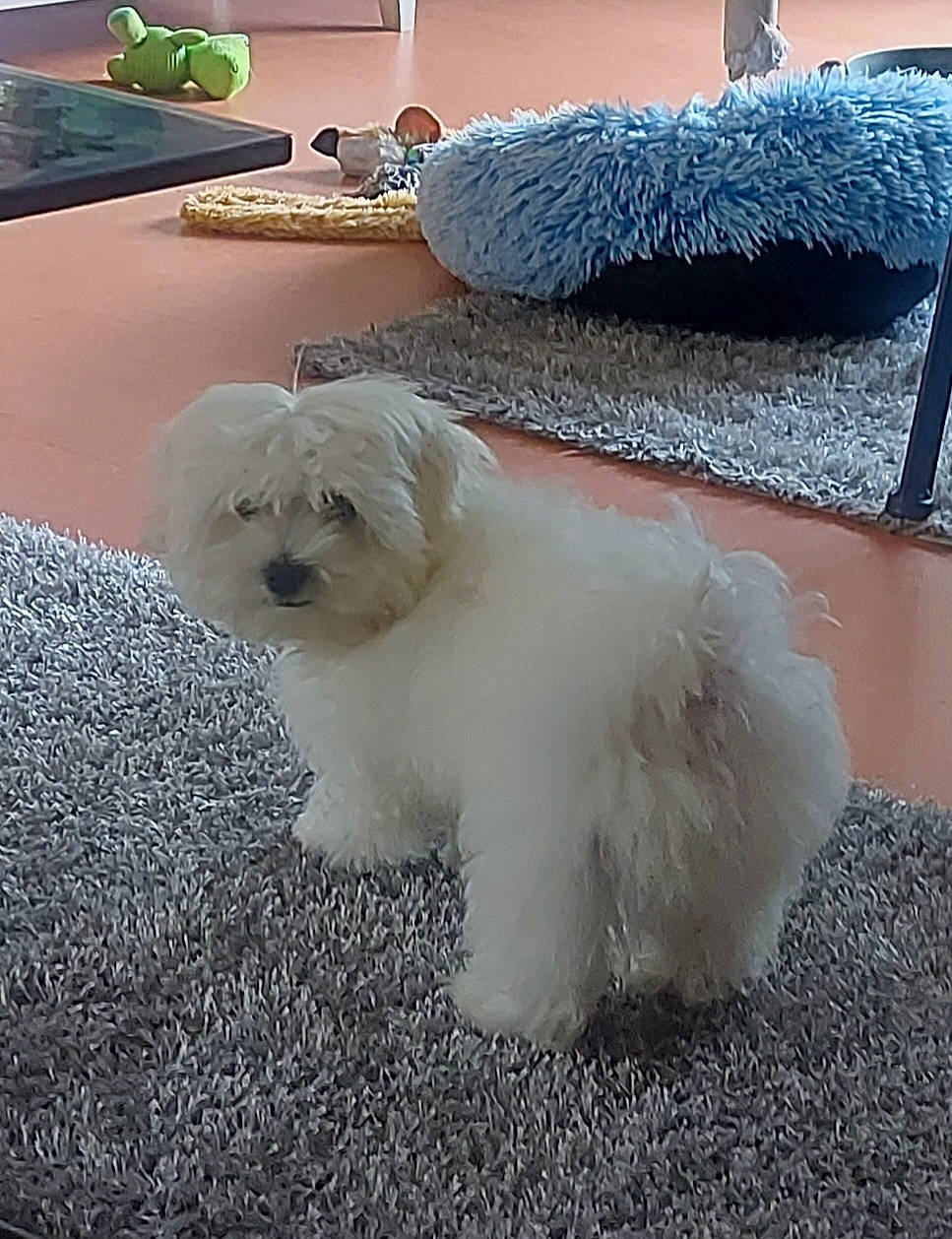 Milou participe au concours pour gagner de l'argent avec cette photo : bichon, canidae, carnivore, companion_dog, dog, dog_breed, flooring, fur, maltepoo, non_sporting_group, poodle_crossbreed, small_terrier, sporting_group, tail, terrier, toy_dog