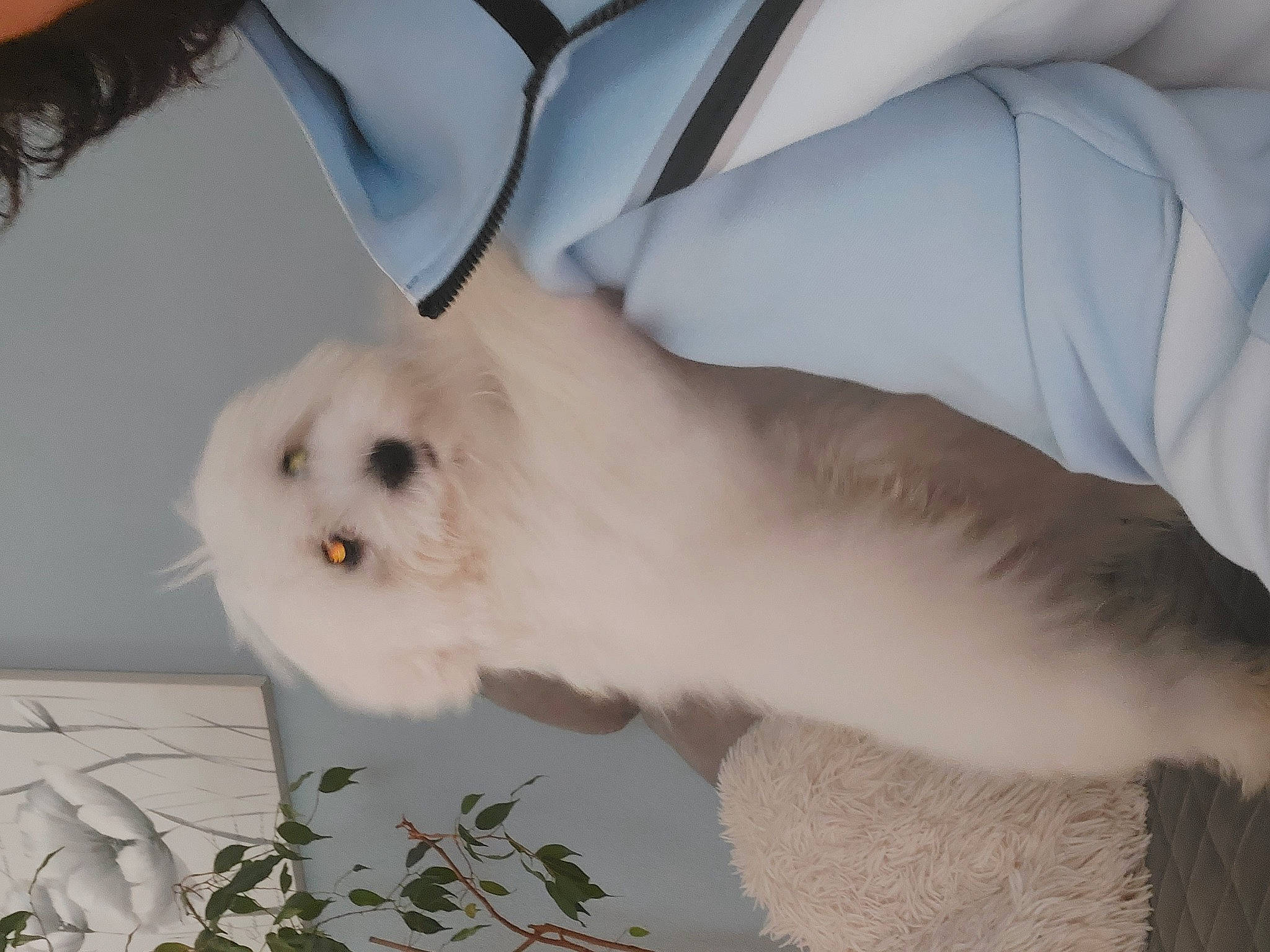 Milou a rejoint le concours — aidez-le/la à gagner de superbes lots ! carnivore, comfort, companion_dog, corgi_chihuahua, dog_breed, ear, eye, fawn, fur, head, human_body, plant, snout, terrestrial_animal, toy_dog, whiskers, white, wildlife