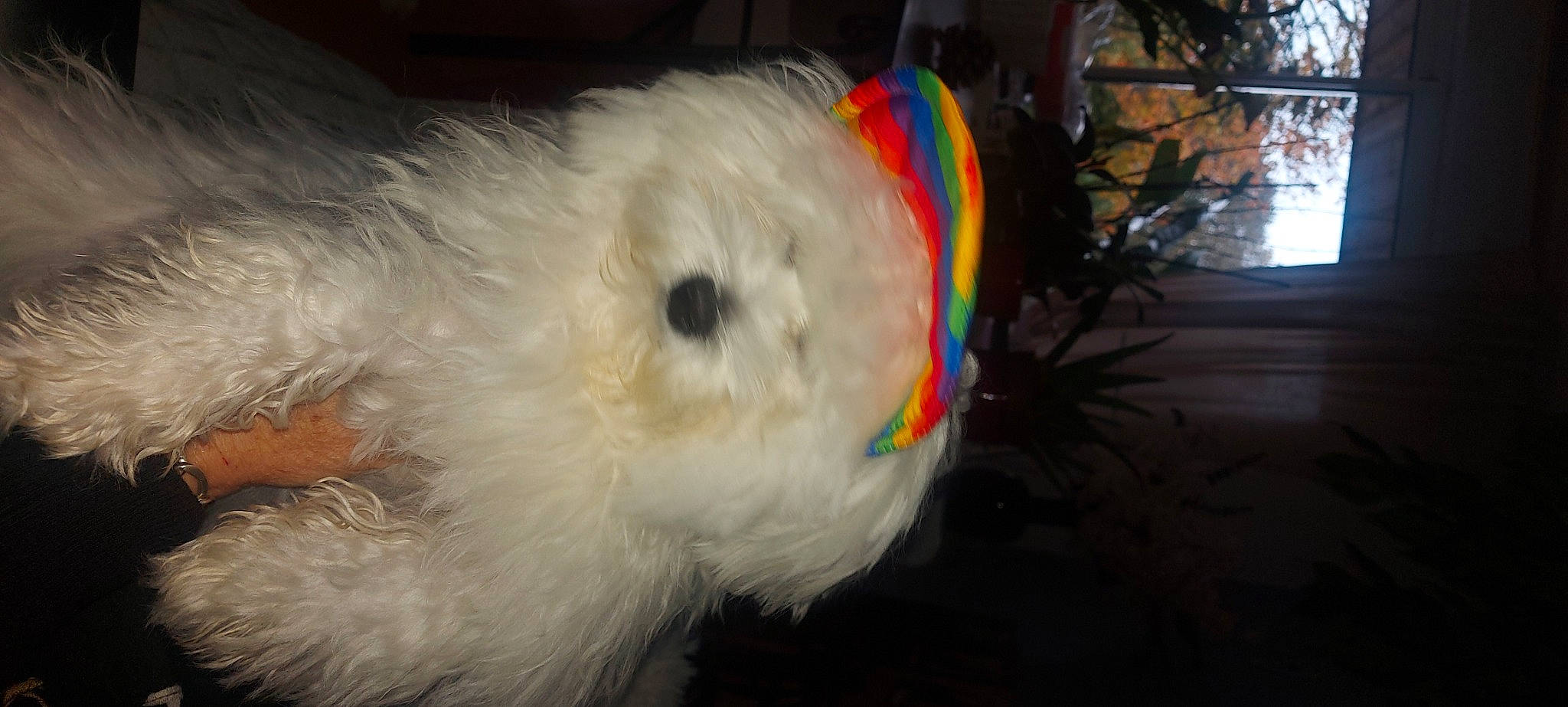 Milou a rejoint le concours — aidez-le/la à gagner de superbes lots ! canidae, carnivore, companion_dog, dog_breed, event, felidae, fur, plush, rabbits_and_hares, snout, stuffed_toy, tail, toy, toy_dog, whiskers, wool