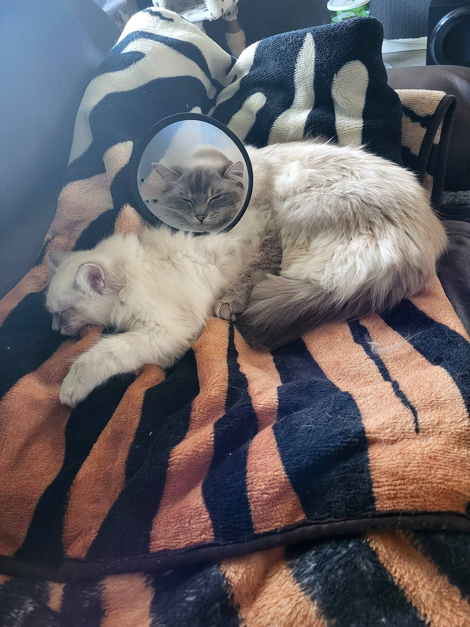 Luna joined the competition — help win amazing prizes! carnivore, cloud, comfort, companion_dog, dog, dog_breed, eyewear, fawn, felidae, mammal, sky, small_to_medium_sized_cats, snout, sporting_group, sunglasses, tail, tints_and_shades, toy_dog, vertebrate, whiskers