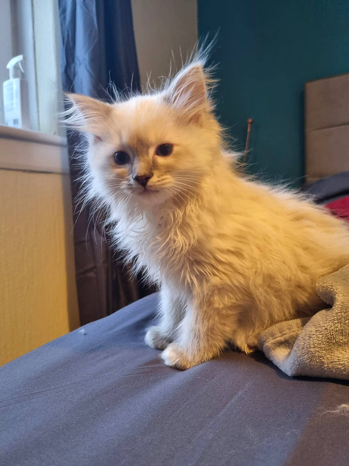 Bailey is registered to the contest to win money with this photo: carnivore, cat, claw, fawn, felidae, fur, laperm, paw, small_to_medium_sized_cats, snout, tail, terrestrial_animal, whiskers