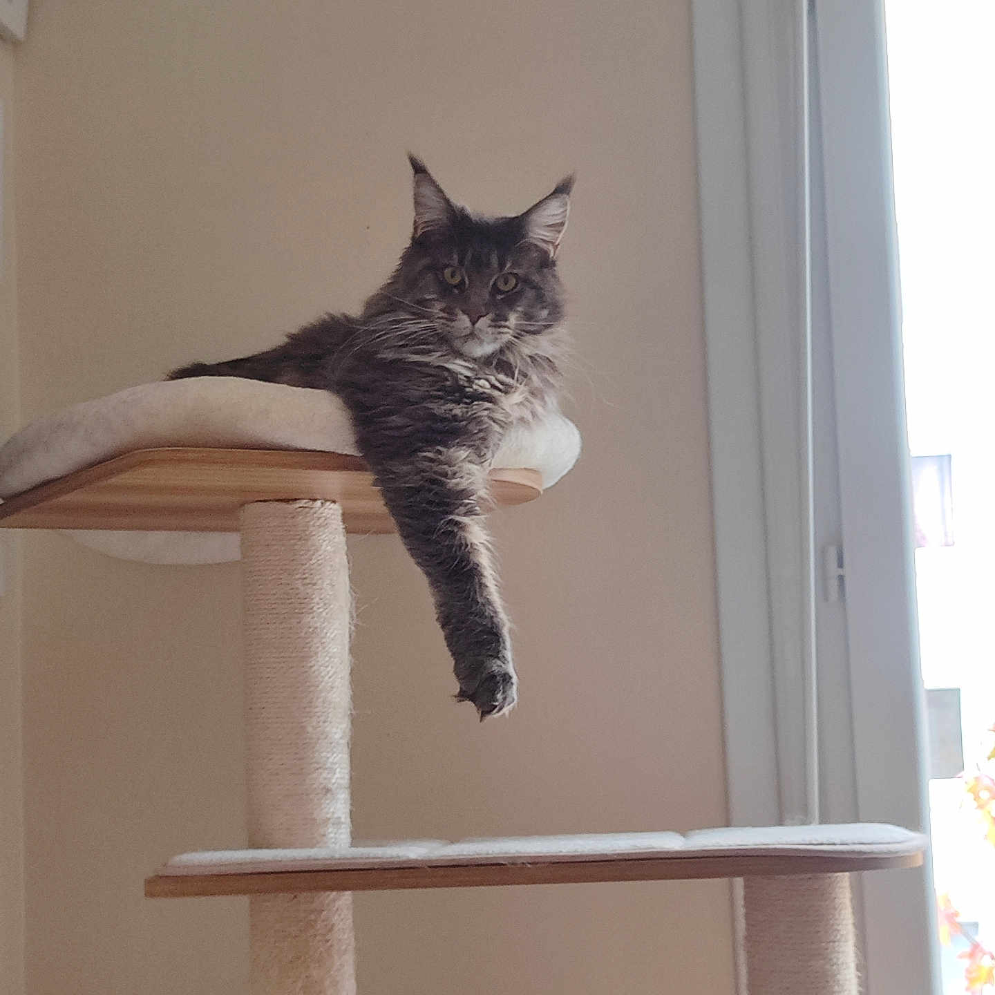 Vespa is registered to the contest to win money with this photo: animal, beige_wall, cat, cat_tree, comfortable, domestic_cat, feline, fluffy, fur, home, indoor, looking_at_camera, lounging, natural_light, paw, pet, quiet, relaxed, resting, window