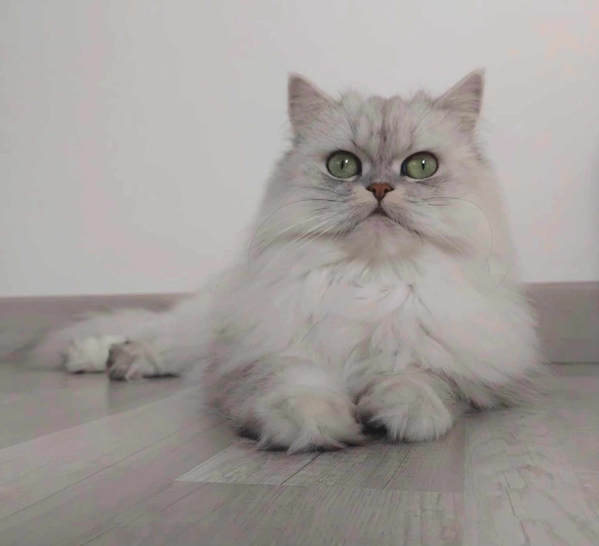 Taïga