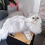 Taïga participe au concours pour gagner de l'argent avec cette photo : animal, cat, couch, cushion, cute, domestic, feline, fluffy, fur, green_eyes, home, indoor, living_room, paw, pet, relaxed, stone_wall, tail, white, wooden_surface