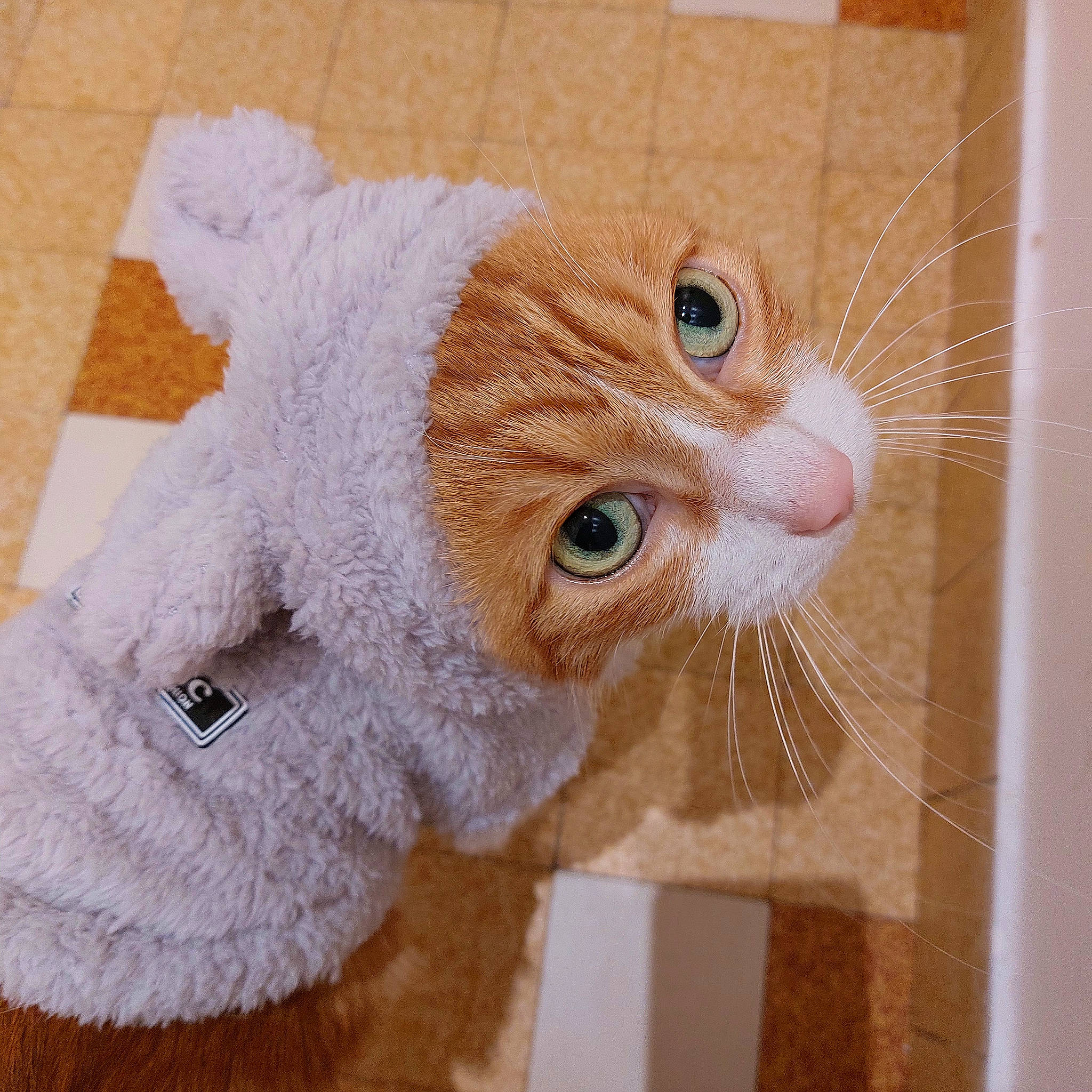 Hobbs a rejoint le concours — aidez-le/la à gagner de superbes lots ! carnivore, cat, domestic_short_haired_cat, fawn, felidae, fur, mammal, paw, pet_supply, room, shelf, small_to_medium_sized_cats, snout, stuffed_toy, tail, toy, vertebrate, whiskers, window, wood