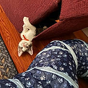 Theodore is registered to the contest to win money with this photo: kitten, cat, red_collar, upside_down, couch, torn_cushion, blue_tunnel, paw_prints, wood_floor, carpet, indoor, pet, curious, furniture, playful, cozy, looking_at_camera, soft_lighting, home, animal