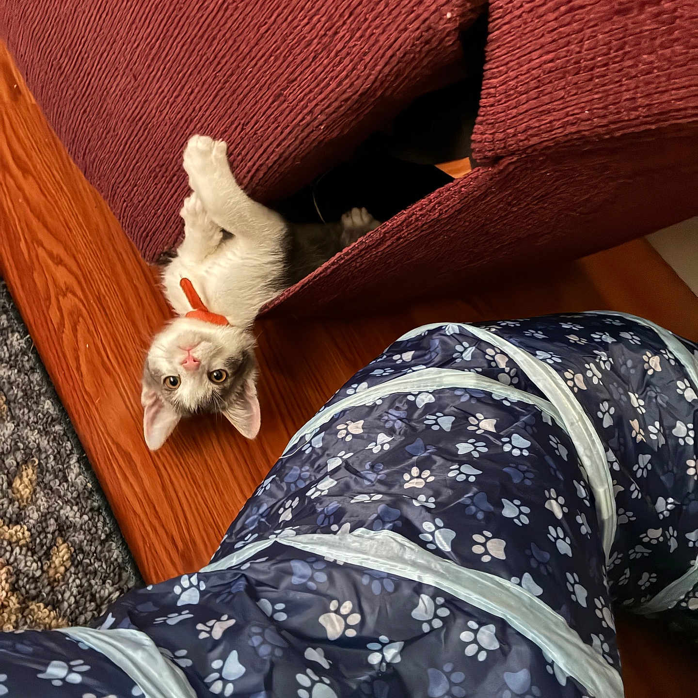 Theodore is registered to the contest to win money with this photo: kitten, cat, red_collar, upside_down, couch, torn_cushion, blue_tunnel, paw_prints, wood_floor, carpet, indoor, pet, curious, furniture, playful, cozy, looking_at_camera, soft_lighting, home, animal