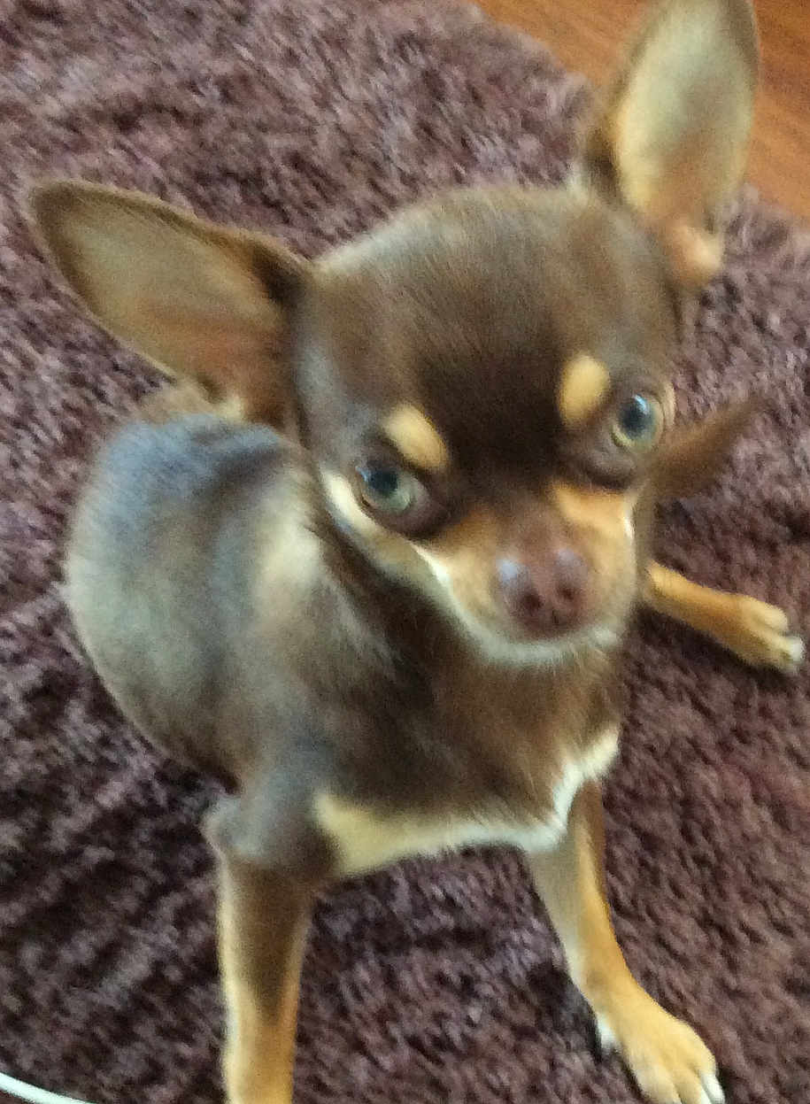 Pancho a rejoint le concours — aidez-le/la à gagner de superbes lots ! animal, blur, brown, canine, carpet, closeup, companion, cute, dog, domestic, ears, face, fur, indoor, legs, looking_up, pet, puppy, sitting, small_dog