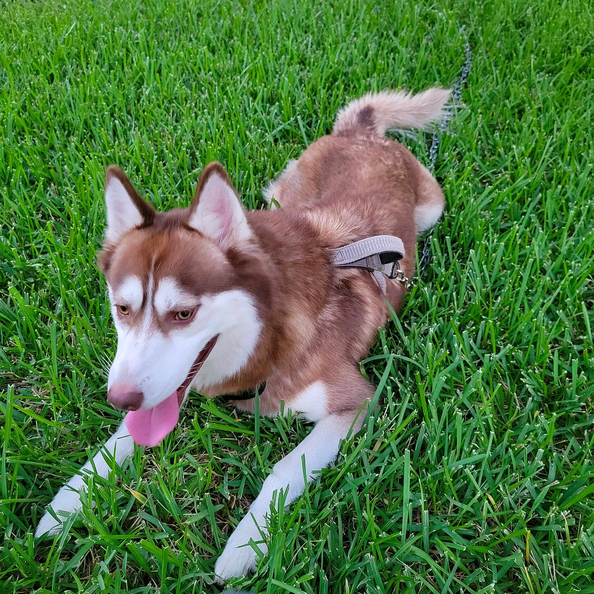 Loki
