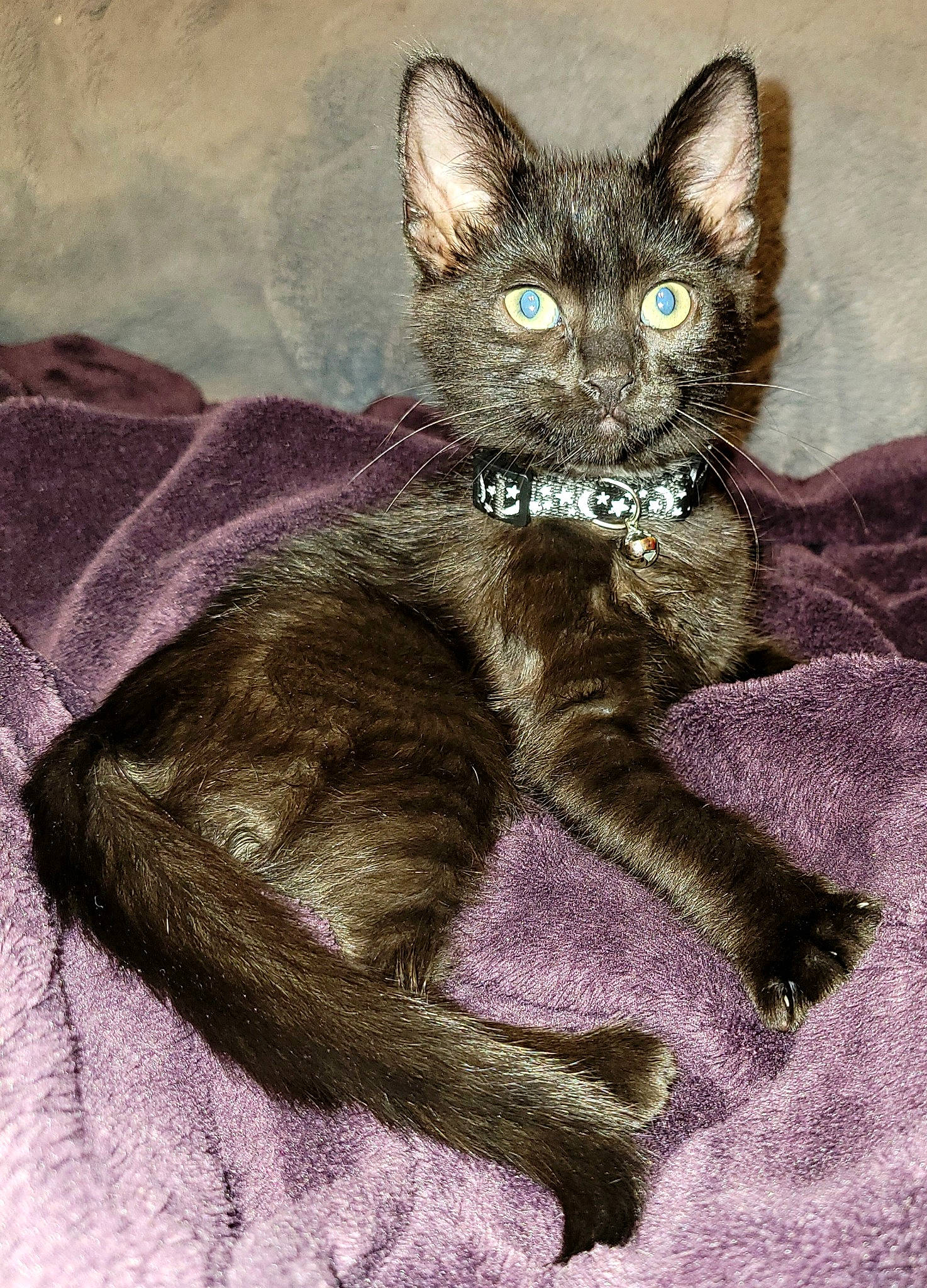 Freya is registered to the contest to win money with this photo: art, art_paint, carnivore, cat, claw, devon_rex, domestic_short_haired_cat, drawing, felidae, fur, illustration, painting, rex_cat, small_to_medium_sized_cats, snout, tail, terrestrial_animal, whiskers, wildlife