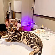Raina is registered to the contest to win money with this photo: bengal_cat, kitten, cat, indoor, white_surface, mirror, furniture, purple_light, floor, wall, curious, wide_eyes, pet, animal, domestic, resting, young_cat, table, golden_spoon, glass_bowl