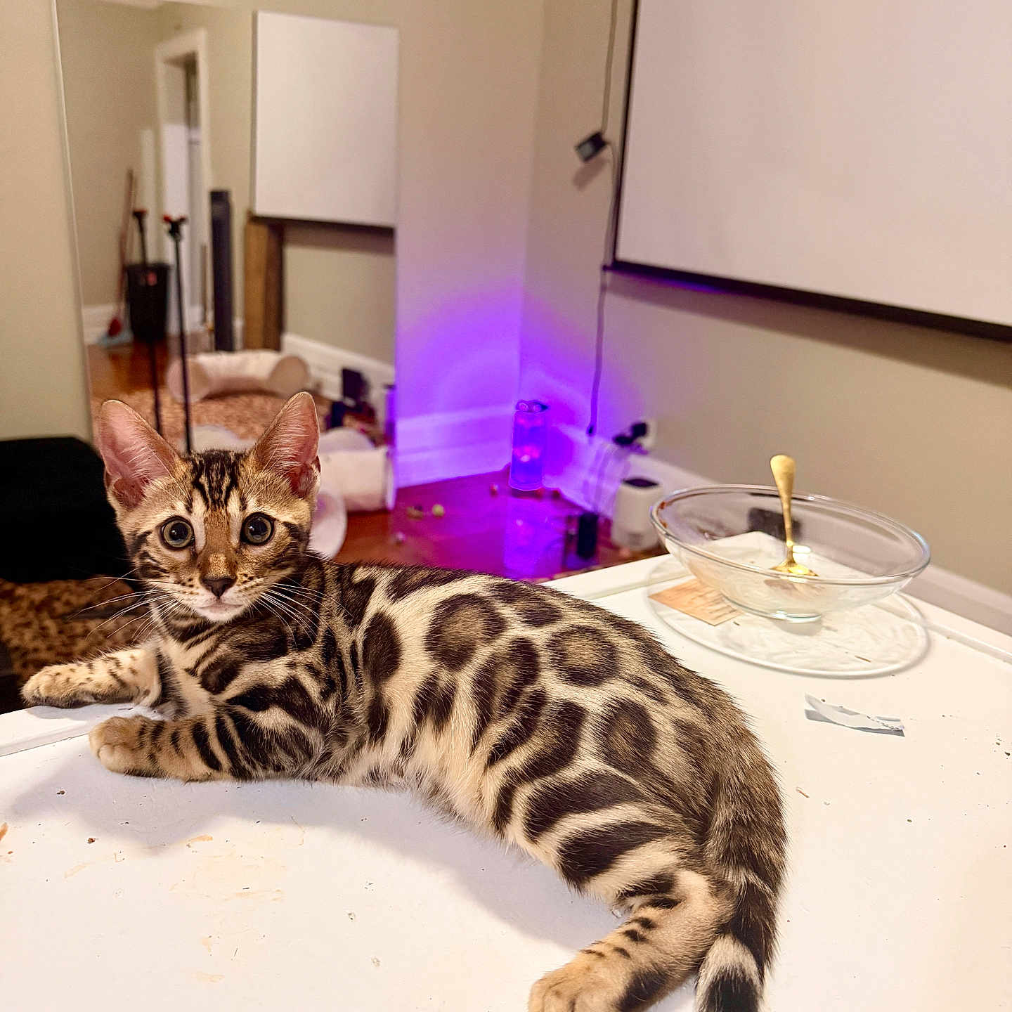 Raina is registered to the contest to win money with this photo: bengal_cat, kitten, cat, indoor, white_surface, mirror, furniture, purple_light, floor, wall, curious, wide_eyes, pet, animal, domestic, resting, young_cat, table, golden_spoon, glass_bowl