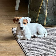 Arhy a rejoint le concours — aidez-le/la à gagner de superbes lots ! puppy, dog, white, brown_patch, lying_down, rug, floor, wooden_floor, indoor, pet, young_dog, cute, small_dog, relaxed, fur, animal, domestic_animal, household, resting, cozy