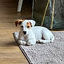 puppy, dog, white, brown_patch, lying_down, rug, floor, wooden_floor, indoor, pet, young_dog, cute, small_dog, relaxed, fur, animal, domestic_animal, household, resting, cozy