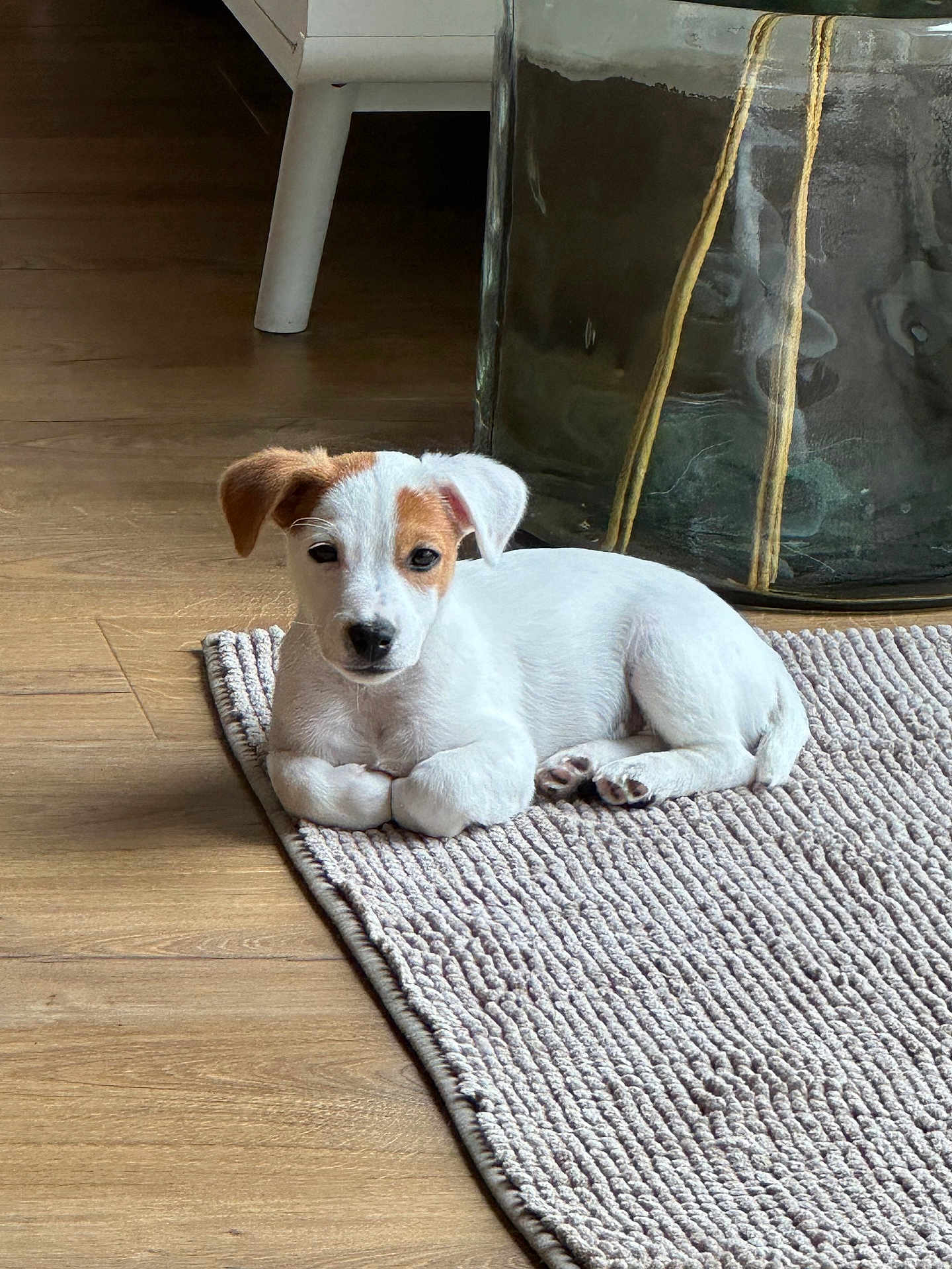 Arhy a rejoint le concours — aidez-le/la à gagner de superbes lots ! puppy, dog, white, brown_patch, lying_down, rug, floor, wooden_floor, indoor, pet, young_dog, cute, small_dog, relaxed, fur, animal, domestic_animal, household, resting, cozy