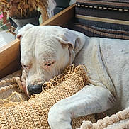 Naïka a rejoint le concours — aidez-le/la à gagner de superbes lots ! calm, close_up, comfort, cozy, cushion, dog, domestic_animal, furniture, home_decor, indoor, knitted, nap, pet, relaxing, resting, sleeping, soft_light, striped_cushion, white_dog, wooden_frame