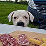 Naïka a rejoint le concours — aidez-le/la à gagner de superbes lots ! dog, white_dog, salami, snacks, wooden_board, table, green_grass, van, cloudy_sky, outdoor, curious, pet, canine, nose, face, food, picnic, nature, vehicle, waiting