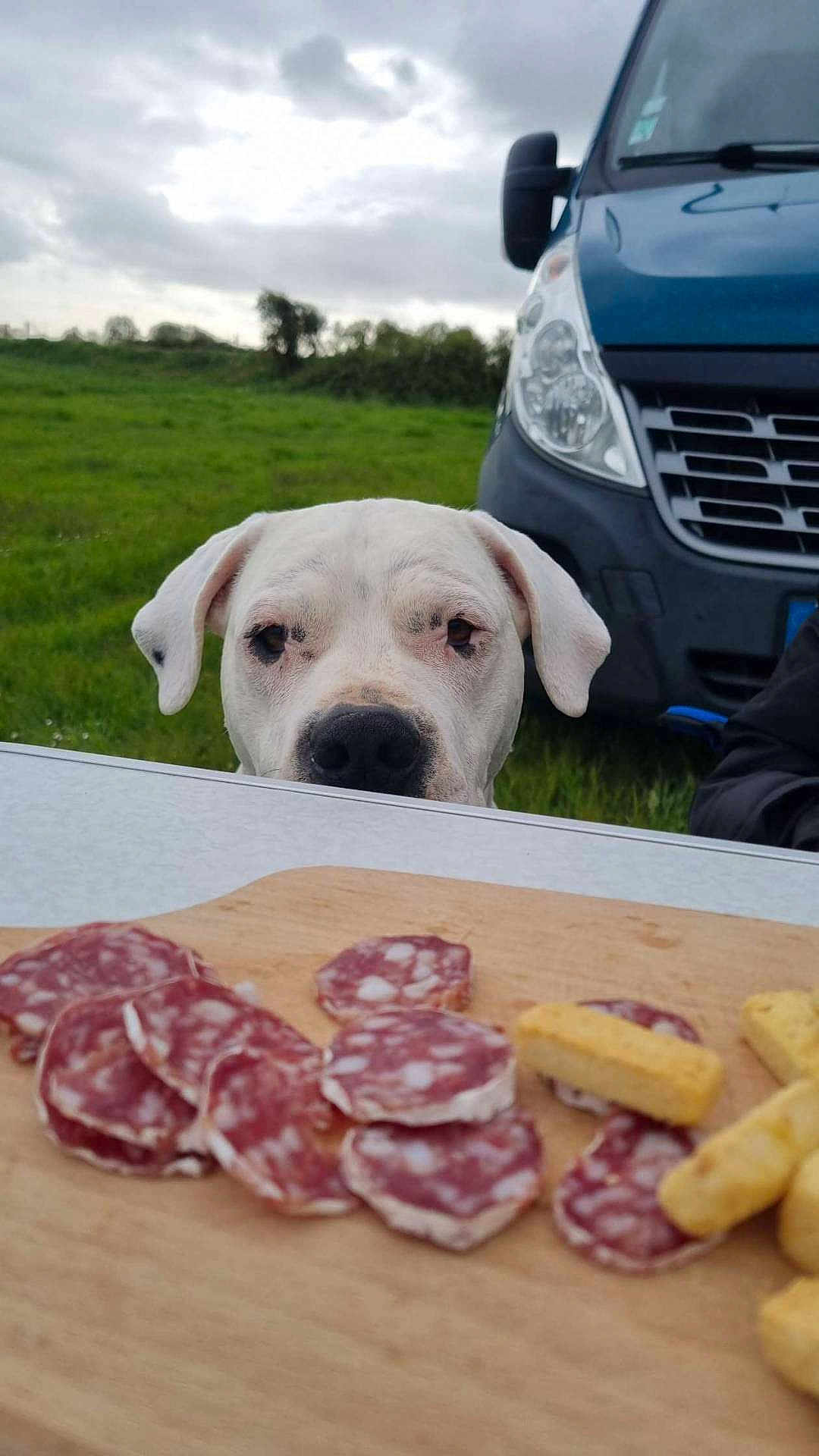 Naïka a rejoint le concours — aidez-le/la à gagner de superbes lots ! canine, cloudy_sky, curious, dog, face, food, green_grass, nature, nose, outdoor, pet, picnic, salami, snacks, table, van, vehicle, waiting, white_dog, wooden_board