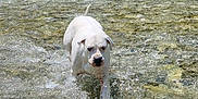Naïka participe au concours pour gagner de l'argent avec cette photo : dog, water, river, splash, nature, outdoor, forest, rocks, greenery, sunlight, shallow_water, playful, animal, white_dog, summer, daylight, wet, canine, freshwater, wildlife