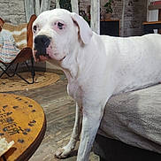 Naïka participe au concours pour gagner de l'argent avec cette photo : dog, white_dog, indoor, couch, wooden_floor, chair, plant, rustic, homedecor, pet, animal, furniture, relaxed, large_dog, canine, domestic_animal, cozy, living_room, floor, seating