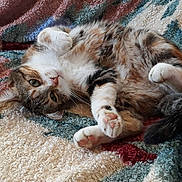 Mamoune a rejoint le concours — aidez-le/la à gagner de superbes lots ! aegean_cat, carnivoran, cat, cat_like_mammal, claw, domestic_short_haired_cat, fur, kitten, paw, small_to_medium_sized_cats, snout, whiskers