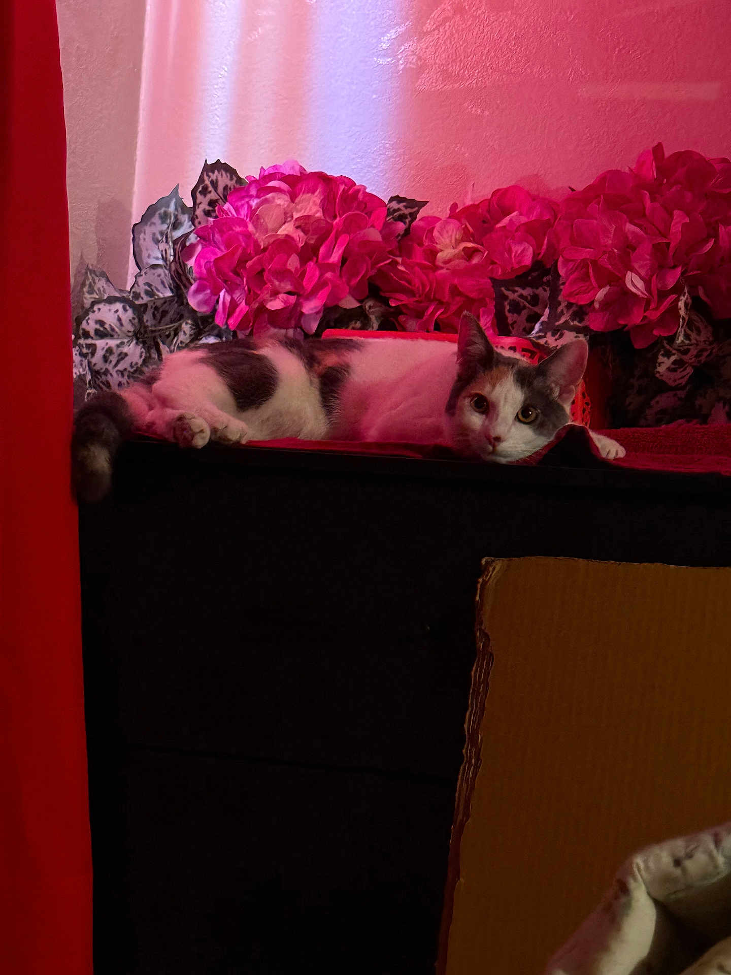 Luna