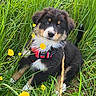 animal, canine, curious, cute, dog, flowers, fluffy, grass, greenery, harness, leash, nature, outdoor, pet, portrait, puppy, sitting, summer, yellow_flowers, young_dog