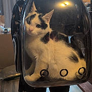 Snoopy joined the competition — help win amazing prizes! animal, backpack, black_and_white, cat, curious, feline, hair, human, indoor, legs, light, person, pet_carrier, plastic, shorts, sitting, transparent, ventilation_holes, window, wood_floor