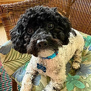 Bentley joined the competition — help win amazing prizes! animal, black_and_white, blue_collar, close_up, cozy, cup, curly_fur, cute, dog, eyes, floral_cushion, homedecor, indoor, nose, pet, relaxed, sitting, wicker_chair, window, wooden_wall
