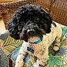 animal, black_and_white, blue_collar, close_up, cozy, cup, curly_fur, cute, dog, eyes, floral_cushion, homedecor, indoor, nose, pet, relaxed, sitting, wicker_chair, window, wooden_wall