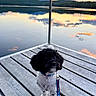 Bentley is registered to the contest to win money with this photo: animal, calm, clouds, cute, dock, dog, evening, lake, leash, mountain, nature, outdoor, pet, quiet, reflection, scenic, sky, sunset, water, wood