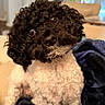 Bentley is registered to the contest to win money with this photo: animal, black_and_white, blanket, canine, companion, cozy, curious, curly_hair, cute, dog, domestic, fur, furniture, head_tilt, indoor, living_room, pet, seated, small_dog, toy