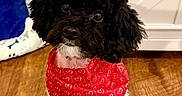 Bentley is registered to the contest to win money with this photo: animal, bandana, black_dog, cabinet, cute, dog, dog_bed, ears, eyes, floor, fluffy, furniture, heart_pattern, indoor, pet, puppy, red_bandana, sitting, white_dog, wooden_floor