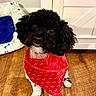 animal, bandana, black_dog, cabinet, cute, dog, dog_bed, ears, eyes, floor, fluffy, furniture, heart_pattern, indoor, pet, puppy, red_bandana, sitting, white_dog, wooden_floor