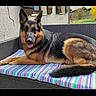 german_shepherd, dog, pet, outdoor, sofa, cushion, striped_pattern, wicker_furniture, garden, house, wall, happy, tongue_out, relaxed, animal, canine, summer, daylight, portrait, resting