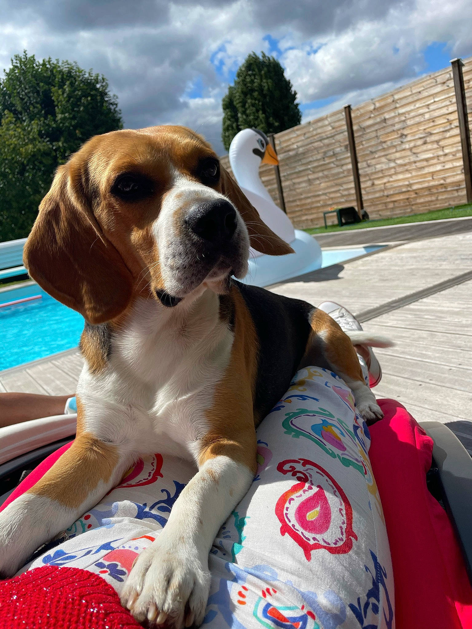 Nuggets a rejoint le concours — aidez-le/la à gagner de superbes lots ! carnivore, cloud, collar, companion_dog, dog, dog_breed, dog_supply, fawn, gun_dog, hound, hunting_dog, leisure, liver, scent_hound, sky, snout, sporting_group, tree, water, working_animal