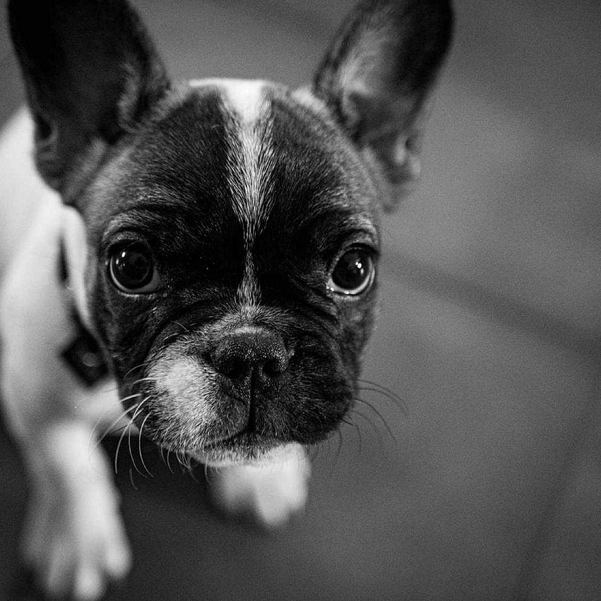 Romy participe au concours pour gagner de l'argent avec cette photo : animal, bostonbull, boxer, bulldog, canine, dog, frenchbulldog, pet, pitbull, puppy