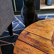 Alex a rejoint le concours — aidez-le/la à gagner de superbes lots ! black_cat, cat, pet, indoor, wooden_table, rug, patterned_rug, furniture, couch_leg, curious, animal, yellow_eyes, sitting, domestic_cat, home, floor, wood, cozy, looking_up, close_up