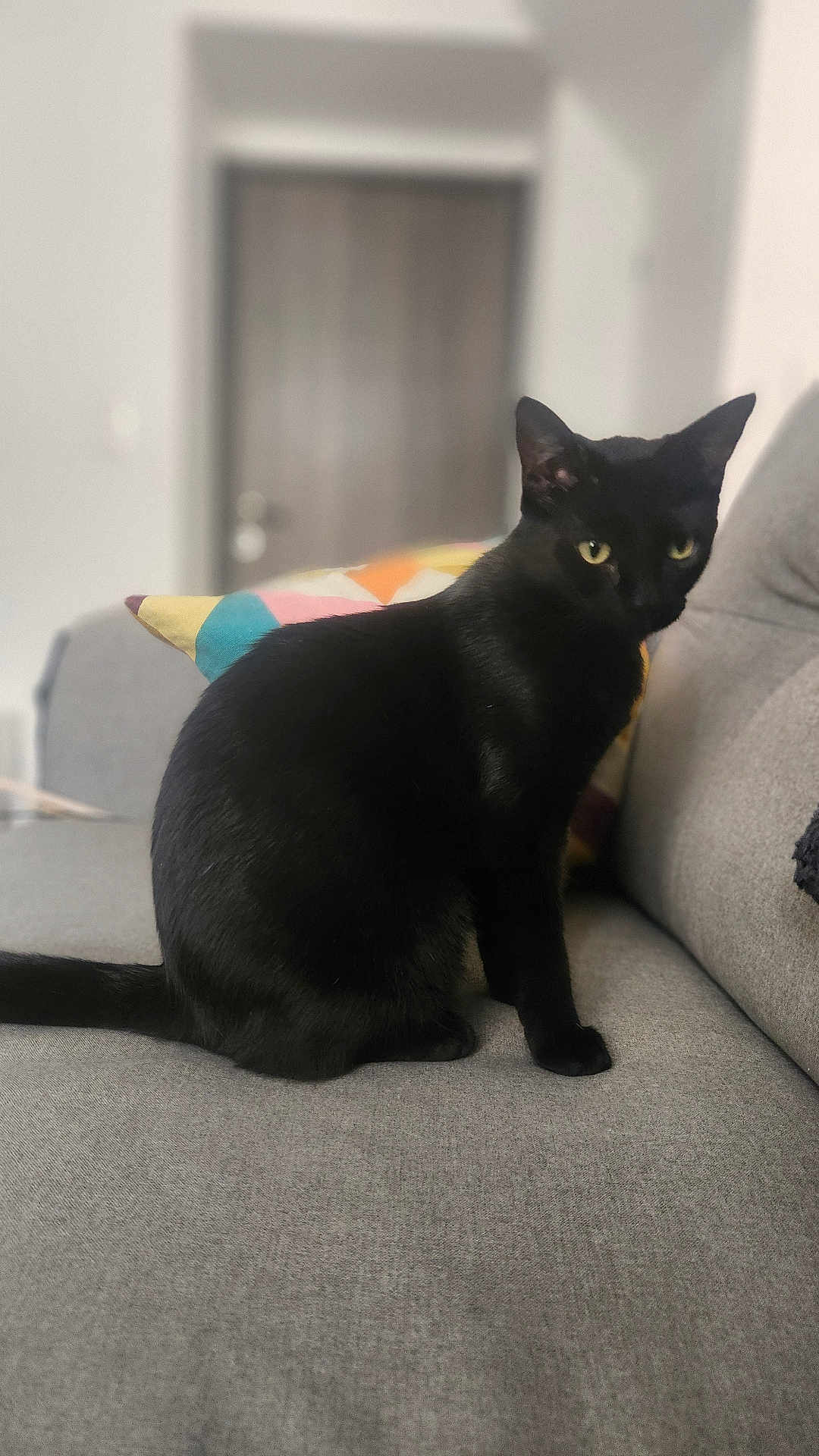Alex participe au concours pour gagner de l'argent avec cette photo : black_cat, cat, pet, indoor, sofa, couch, pillow, yellow_eyes, feline, animal, sitting, furniture, home, domestic_cat, cute, fur, relaxed, looking_away, cozy, closeup