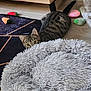 abyssinian, animal, blanket, canine, cat, couch, dog, dogbed, drawer, egyptiancat, furniture, hardwood, homedecor, indoors, kitten, manx, person, pet, rug, sleeping