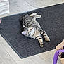 abyssinian, animal, canine, cat, dog, doormat, furniture, hardwood, homedecor, indoors, interiordesign, kitten, manx, mat, person, pet, rug, sleeping, table, wood