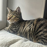 Lily a rejoint le concours — aidez-le/la à gagner de superbes lots ! cat, tabby_cat, striped_fur, green_eyes, window, blanket, cozy, indoor, pets, resting, feline, soft_light, side_view, relaxed, whiskers, ears, nose, fur_texture, domestic_cat, animal